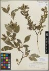 Foto von Salix myrsinifolia Salisb.